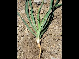 Salsifis prés (Tragopogon pratensis)_4