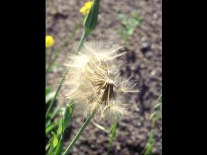 Salsifis prés (Tragopogon pratensis)_7