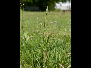 Salsifis prés (Tragopogon pratensis)_8