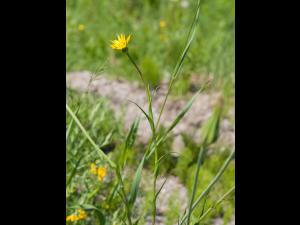 Salsifis prés (Tragopogon pratensis)_12