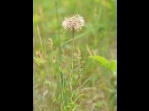 Salsifis prés (Tragopogon pratensis)_15