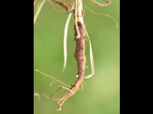 Salsifis prés (Tragopogon pratensis)_16