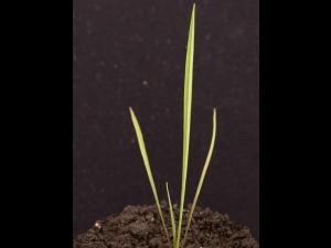 Salsifis prés (Tragopogon pratensis)_19