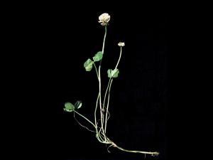 Trèfle blanc(Trifolium repens)_3