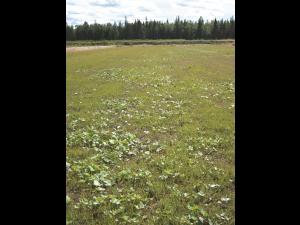 Tussilage pas-d'âne(Tussilago farfara)_13