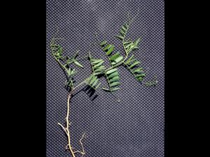 Vesce jargeau(Vicia cracca)_3