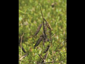 Vesce jargeau(Vicia cracca)_9