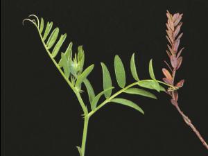 Vesce jargeau(Vicia cracca)_13