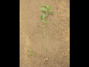 Vesce jargeau(Vicia cracca)_15
