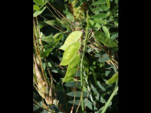 Vesce jargeau(Vicia cracca)_29