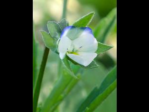 Violette des champs(Viola arvensis)_5