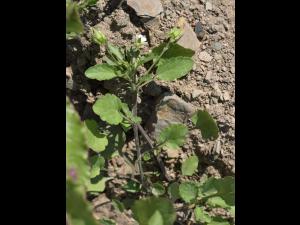 Violette des champs(Viola arvensis)_8