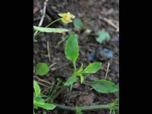 Violette des champs(Viola arvensis)_12