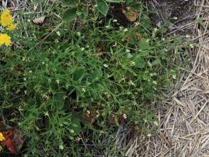 Violette des champs(Viola arvensis)_14
