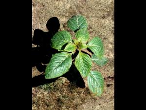 Amarante de Powell(Amaranthus powellii)_1