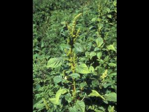 Amarante de Powell(Amaranthus powellii)_8