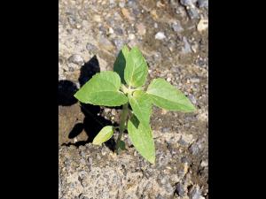 Lampourde glouteron (Xanthium strumarium)_2