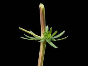 Gaillet mollugine (Galium mollugo)_4