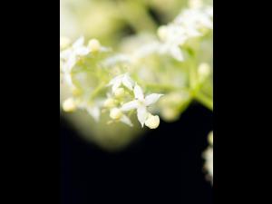 Gaillet mollugine (Galium mollugo)_6