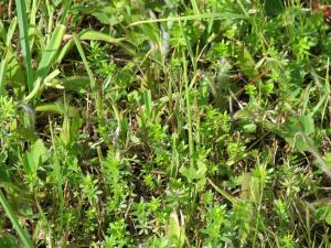 Gaillet mollugine (Galium mollugo)_16