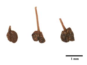 Gaillet mollugine (Galium mollugo)_20