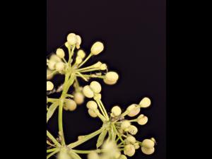 Gaillet mollugine (Galium mollugo)_27