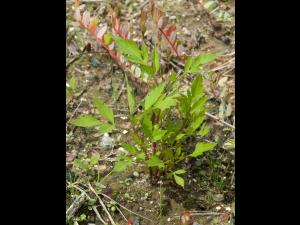 Bident feuillu(Bidens frondosa)_5