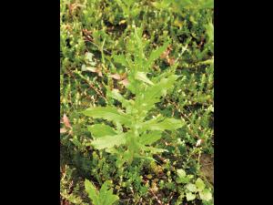 Érechtite feuilles épervière (Erechtites hieraciifolius)_4
