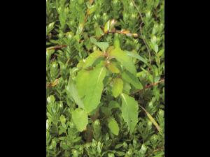 Impateinte du Cap (Impatiens capensis)_4