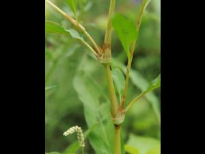 Renouée feuilles patience(Persicaria lapathifolia)_16