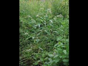 Renouée feuilles patience(Persicaria lapathifolia)_17