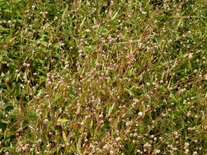 Renouée sagitté (Persicaria sagittata)_9
