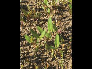 Renouée sagitté (Persicaria sagittata)_13