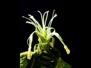 Silène noctiflore(Silene noctiflora)_1