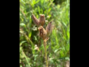 Silène noctiflore(Silene noctiflora)_6