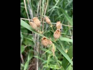 Silène noctiflore(Silene noctiflora)_12