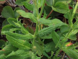 Silène noctiflore(Silene noctiflora)_17