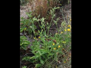 Silène noctiflore(Silene noctiflora)_18