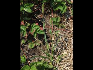 Sétaire glauque (Setaria pumila subsp. pumila)_17