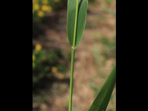 Sétaire verte (Setaria viridis)_11