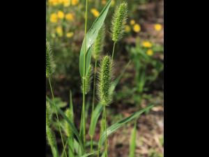 Sétaire verte (Setaria viridis)_15