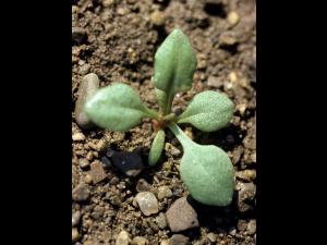 Petite oseille (Rumex acetosella)_2