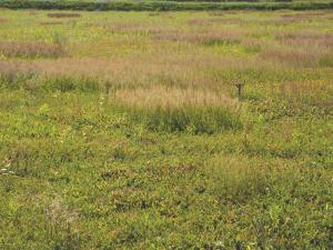 Petite oseille (Rumex acetosella)_7