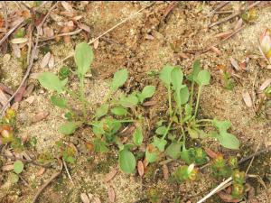 Petite oseille (Rumex acetosella)_8