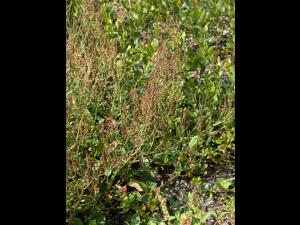 Petite oseille (Rumex acetosella)_14