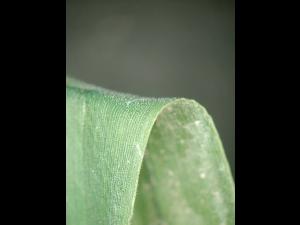 Ériochloé velue (Eriochloa villosa)_24