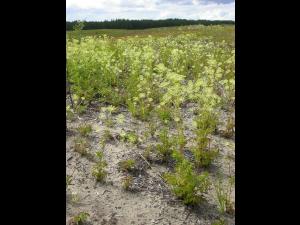 Aralie hispide(Aralia hispida)_12