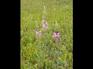 Épilobe feuilles étroite (Chamaenerion angustifolium)_12