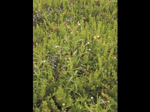 Épilobe leptophylle (Epilobium leptophyllum)_1