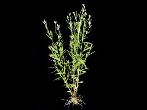 Épilobe leptophylle (Epilobium leptophyllum)_2